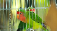 Než krmení papouška loveburst, který jí lásku